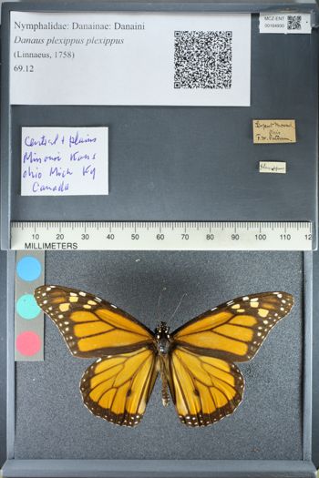 Media type: image;   Entomology 164930